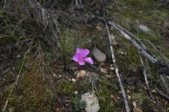 Oxalis imbricata violacea