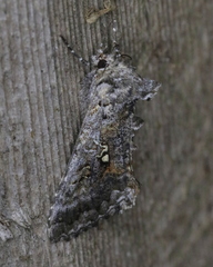 Syngrapha octoscripta