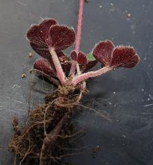 Oxalis imbricata violacea