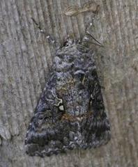 Syngrapha octoscripta