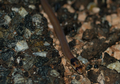 Pygopus nigriceps
