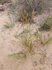 Cyperus schweinitzii