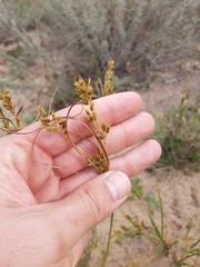 Cyperus schweinitzii