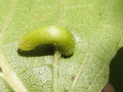 Craneiobia tuba