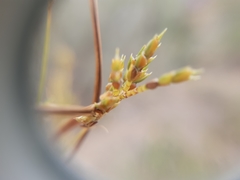 Cyperus schweinitzii