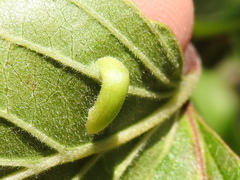 Craneiobia tuba