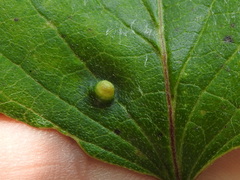 Craneiobia tuba