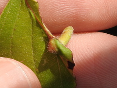 Craneiobia tuba