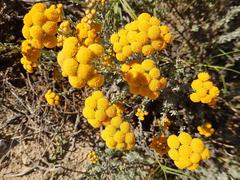 Pentzia trifida