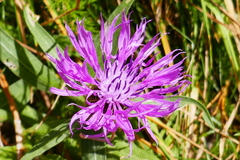 Centaurea nervosa