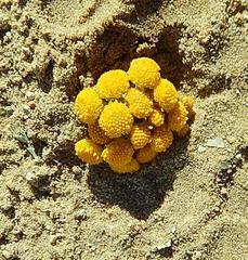 Pentzia trifida