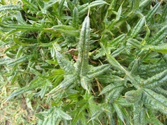 Cirsium vulgare