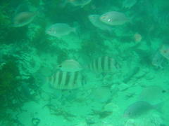 Diplodus hottentotus