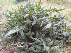 Cirsium vulgare