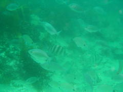 Diplodus hottentotus