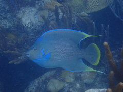 Holacanthus bermudensis