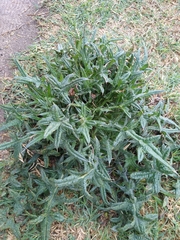 Cirsium vulgare