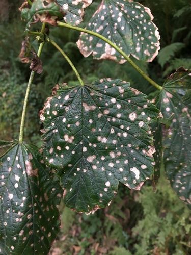 Gray Mold Spot
