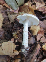 Lepiota ignivolvata