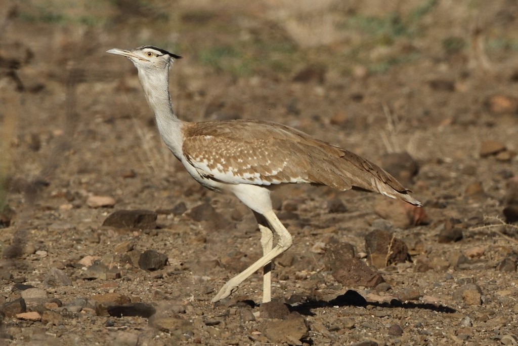 Arabian Bustard photo