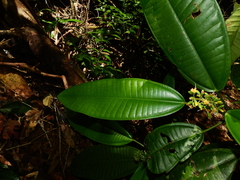 Miconia cacatin