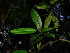 Miconia cacatin