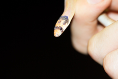 Pygopus nigriceps