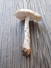 Lepiota ignivolvata
