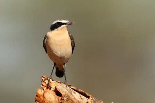 Northern Wheatear
