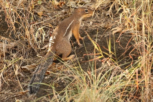 Striped Ground Squirrel
