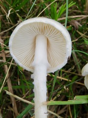 Lepiota erminea