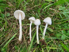 Lepiota erminea