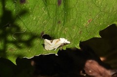 Aethes angustana