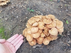 Desarmillaria caespitosa