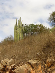 Lophocereus marginatus