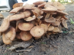 Desarmillaria caespitosa