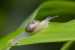 Helicarion perfragilis