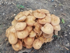 Desarmillaria caespitosa