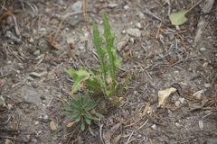 Cirsium andersonii