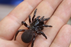 Hebestatis theveneti