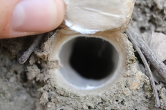 Hebestatis theveneti