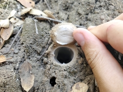 Hebestatis theveneti