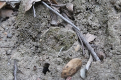 Hebestatis theveneti