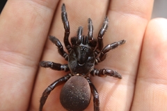 Hebestatis theveneti