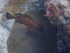 Epinephelus guttatus