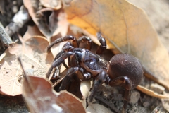 Hebestatis theveneti