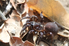 Hebestatis theveneti