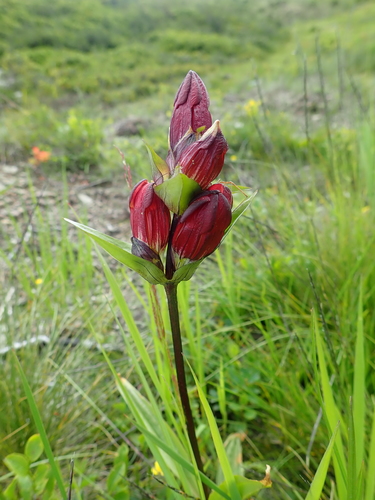 Purple gentian (Gentiana purpurea)