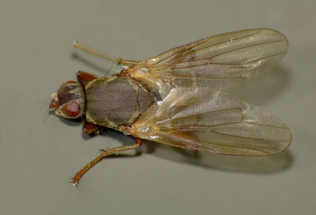 Coelopella