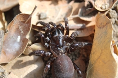 Hebestatis theveneti